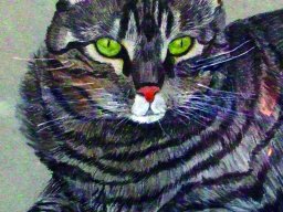 cat